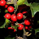 40 English Holly Ilex Aquifolium Aka European Common Holly Tree Shrub Seeds Garden USA Fast Shipping