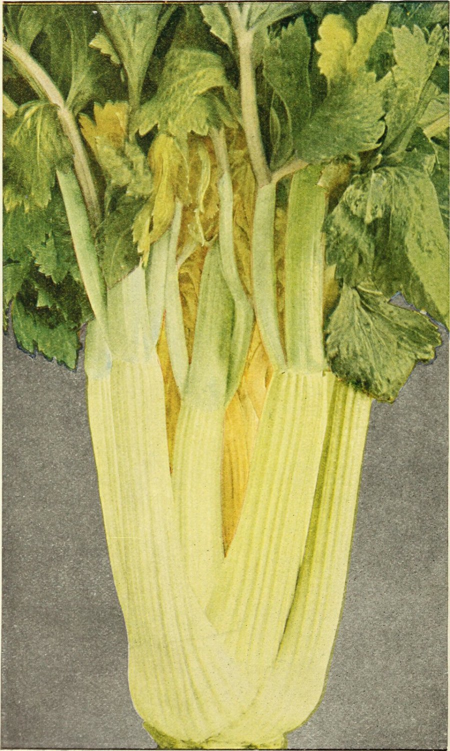 1000 Golden Selfblanching Celery Burpee Dwarf Apium Graveolens Vegetable Seeds Garden USA Fast Shipp