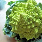500 Romanesco Broccoli Broccoflower Cauliflower Brassica Vegetable Seeds Flatsh Garden USA Fast Ship