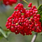 100 Red Elderberry Sambucus Racemosa Mountain Elder Tree Shrub Fruit Berry Seeds Garden USA Fast Shi