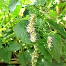 10 Java Indian Patchouli Pogostemon Heyneanus Herb Shrub Flower Fragrant Seeds Garden USA Fast Shipp 10 Java Indian Patchouli Pogostemon Heyneanus Herb Shrub Flower Fragrant Seeds Garden USA Fast Shipp