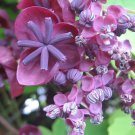 15 Chocolate Vine Edible Fruit Akebia Trifoliata Flower Ornamental Climber Seeds Garden USA Fast Shi