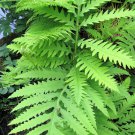 1000 Sensitive Fern Onoclea Sensibilis Aka Bead Sympathy Spores Seeds Garden USA Fast Shipping