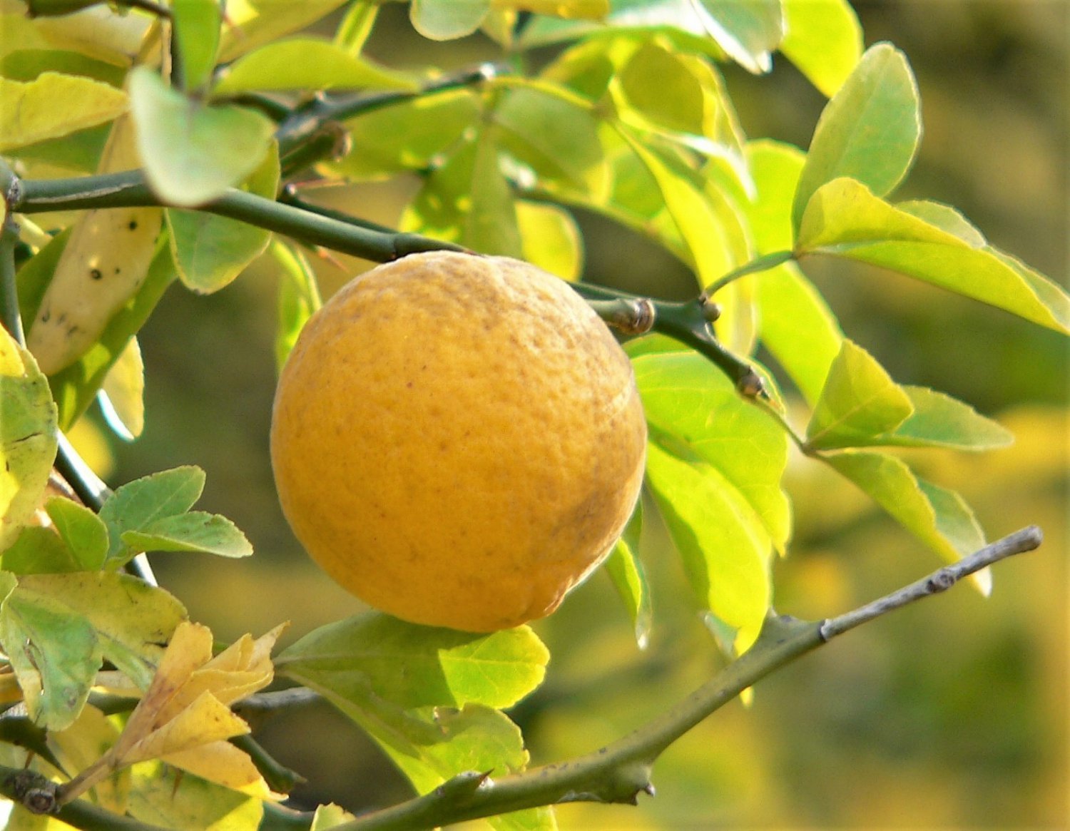 5 Hardy Orange Tree Trifoliate Citrus Trifoliata Poncirus Fruit Flower Seeds Garden USA Fast Shippin