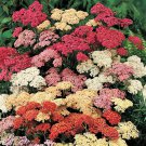 500 Mixed Summer Yarrow Achillea Millefolium Red Pink White Herb Flower Seeds Garden USA Fast Shippi