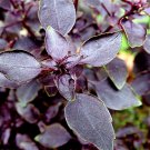 500 Red Rubin Basil Ocimum Basilicum Purpurascens Spicy Herb Flower Seeds Garden USA Fast Shipping 500 Red Rubin Basil Ocimum Basilicum Purpurascens Spicy Herb Flower Seeds Garden USA Fast Shipping
