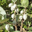 10 American Silverberry Wolf Willow Elaeagnus Commutata Berry Fruit Shrub Seeds Garden USA Fast Ship