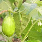 50 Green Ao Daimaru Eggplant Solanum Melongena Japanese Asian Aubergine Seeds Garden USA Fast Shippi