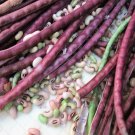 25 Red Noodle Bean Yard Long Asparagus Bean Chinese Phaseolus Vegetable Seeds Garden USA Fast Shippi