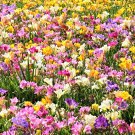 5 Royal Champion Mix Freesia Mixed Colors Pink Blue Purple Yellow Flower Seeds Garden USA Fast Shipp