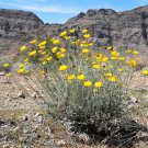 500 Yellow Desert Marigold Baileya Multiradiata Showy Drought Daisy Flower Seeds Garden USA Fast Shi