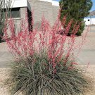 25 Red Yucca Hesperaloe Parviflora Hummingbird, Coral, Texas Yucca Flower Seeds Garden USA Fast Ship