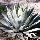 5 Artichoke Agave Parrys Huachuca Parryi Huachucensis Succulent Cactus Seeds Garden USA Fast Shippin