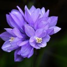 30 Wild Blue Hyacinth Dichelostemma Blue Dicks Purplehead Brodiaea Flower Seeds Garden USA Fast Ship 30 Wild Blue Hyacinth Dichelostemma Blue Dicks Purplehead Brodiaea Flower Seeds Garden USA Fast Ship
