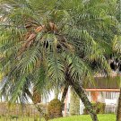 10 Pygmy Date Palm Phoenix Roebelenii Dwarf Miniature Tree Seeds Ping Garden USA Fast Shipping 10 Pygmy Date Palm Phoenix Roebelenii Dwarf Miniature Tree Seeds Ping Garden USA Fast Shipping
