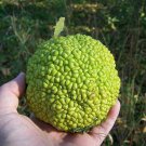 10 Hedge Apple Osage Orange Horse Apple Monkey Ball Maclura Pomifera Tree Seeds Garden USA Fast Ship