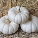 15 White Baby Boo Mini Pumpkin Miniature Cucurbita Pepo Vegetable Seeds Garden USA Fast Shipping 15 White Baby Boo Mini Pumpkin Miniature Cucurbita Pepo Vegetable Seeds Garden USA Fast Shipping