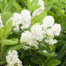 20 White New Jersey Tea Hummingbird Flower Ceanothus Americanus Shrub Seeds Garden USA Fast Shipping