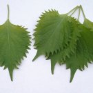 300 Green Shiso Aka Perilla Frutescens Ornamental Herb Seeds Green & Purple Garden USA Fast Shipping 300 Green Shiso Aka Perilla Frutescens Ornamental Herb Seeds Green & Purple Garden USA Fast Shipping