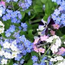 100 Mixed Forget Me Not Pink Blue White Mix Myosotis Alpestris Flower Seeds Garden USA Fast Shipping