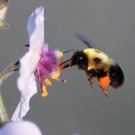 100 White Blush Verbascum Blattaria Albiflorum Moth Mullein Flower Seeds Garden USA Fast Shipping