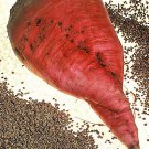 75 Giant Red Beet Mangelwurzel Mangel Mangold Wurzel Mammoth Long Beta Seeds Garden USA Fast Shippin
