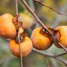 10 Italian Persimmon Tree Dateplum Date Plum Fruit Diospyros Lotus Seeds Garden USA Fast Shipping 10 Italian Persimmon Tree Dateplum Date Plum Fruit Diospyros Lotus Seeds Garden USA Fast Shipping