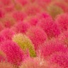 100 Kochia Scoparia / Burning Bush / Mexican Fireweed Shrub Seeds Garden USA Fast Shipping