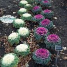 60 Ornamental Kale Mixed Colors Brassica Oleracea Flower Seeds Garden USA Fast Shipping