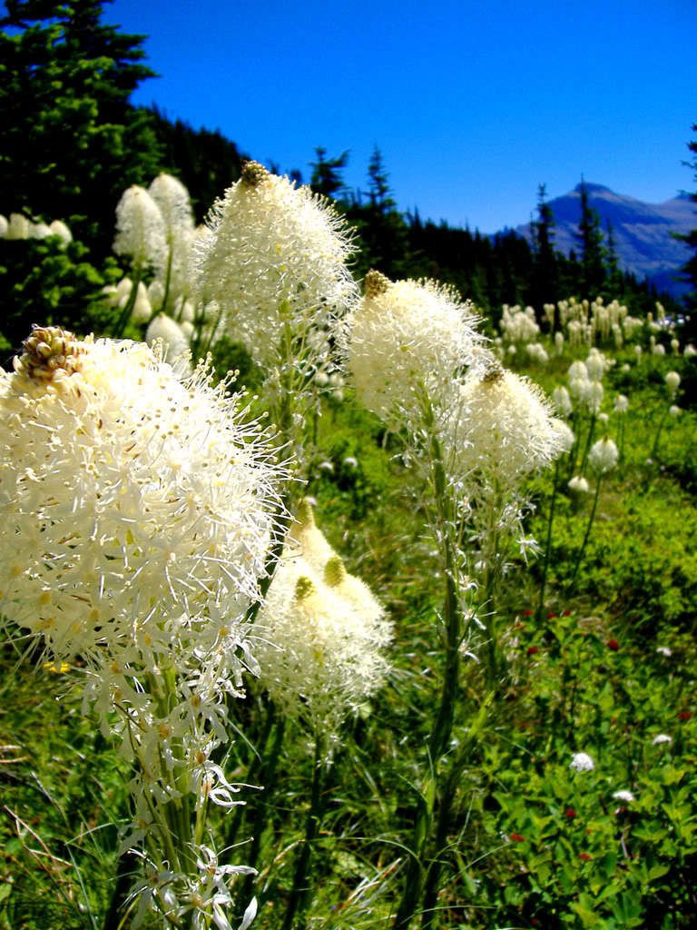 100 Bear Grass Aka Bear Lily Beargrass Ornamental Xerophyllum Tenax Flower Seeds Garden USA Fast Shi