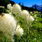 100 Bear Grass Aka Bear Lily Beargrass Ornamental Xerophyllum Tenax Flower Seeds Garden USA Fast Shi