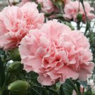 50 La France Pink Carnation Dianthus Caryophyllus Chabaud Flower Seeds Garden USA Fast Shipping