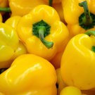 100 Canary Bell Pepper Sweet Yellow Capsicum Annuum Vegetable Seeds Garden USA Fast Shipping 100 Canary Bell Pepper Sweet Yellow Capsicum Annuum Vegetable Seeds Garden USA Fast Shipping