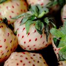 100 White Soul Strawberry Fragaria Vesca Fruit Flower Berry Seeds Garden USA Fast Shipping