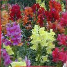2000 Mixed Moroccan Toadflax / Snapdragon Linaria Maroccana Flower Seeds Garden USA Fast Shipping
