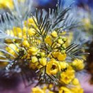 50 Yellow Feathery Cassia Green Senna Artemisioides Flower Seeds Garden USA Fast Shipping
