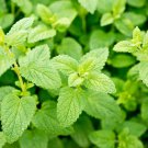 1500 Lemon Balm Lemonbalm Fragrant Herb / Flower Seeds Garden USA Fast Shipping