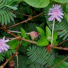 100 Mimosa / Sensitive Plant Schrankia Uncinata Flower Seeds Garden USA Fast Shipping