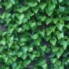 10 Boston Ivy Parthenocissus Tricuspidata Veitchii Vine Seeds Garden USA Fast Shipping