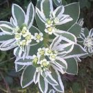 20 Snow On The Mountain Euphorbia Marginata Flower Seeds Garden USA Fast Shipping