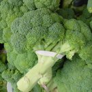 1000 Calabrese Broccoli Italian Green Sprouting Vegetable Brassica Seeds Garden USA Fast Shipping 1000 Calabrese Broccoli Italian Green Sprouting Vegetable Brassica Seeds Garden USA Fast Shipping