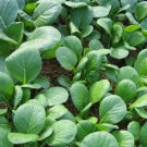 1500 Spinach Mustard Tendergreen Komatsuna Greens Brassica Rapa Vegetable Seeds Garden USA Fast Ship 1500 Spinach Mustard Tendergreen Komatsuna Greens Brassica Rapa Vegetable Seeds Garden USA Fast Ship