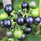 100 Huckleberry Ground Cherry Solanum Melanocerasum Berry Fruit Bush Seed Garden USA Fast Shipping