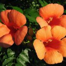 25 Hummingbird Trumpet Creeper Vine Campsis Radicans Flower Seeds Garden USA Fast Shipping