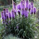 500 Purple Blazing Star Gayfeather Liatris Spicata Flower Seeds Garden USA Fast Shipping
