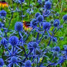 25 Blue Star Sea Holly Eryngium Flower Seeds Garden USA Fast Shipping