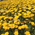 250 Yellow Daisy Chrysanthemum Multicaule Mini Marguerite Flower Seeds Garden USA Fast Shipping