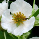 500 White Broadleaf Arrowhead Sagittaria Latifolia Pond Wetland Flower Seeds Garden USA Fast Shippin