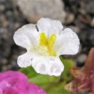 100 Twinkle White Monkey Flower Mimulus Seeds Garden USA Fast Shipping