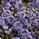 100 Wonderland Blue Alyssum Lobularia Maritima Flower Seeds Garden USA Fast Shipping